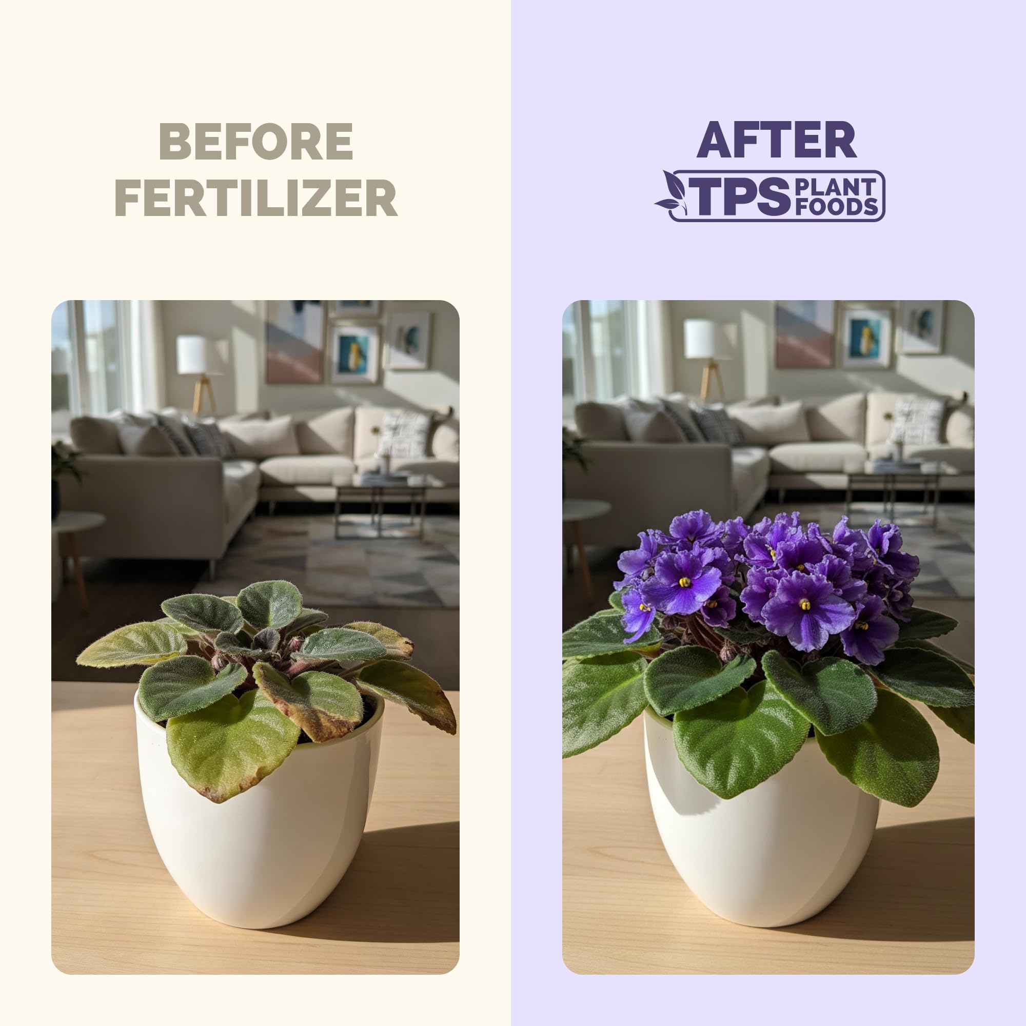TPS NUTRIENTS African Violet leaves close-up shows vibrant color.