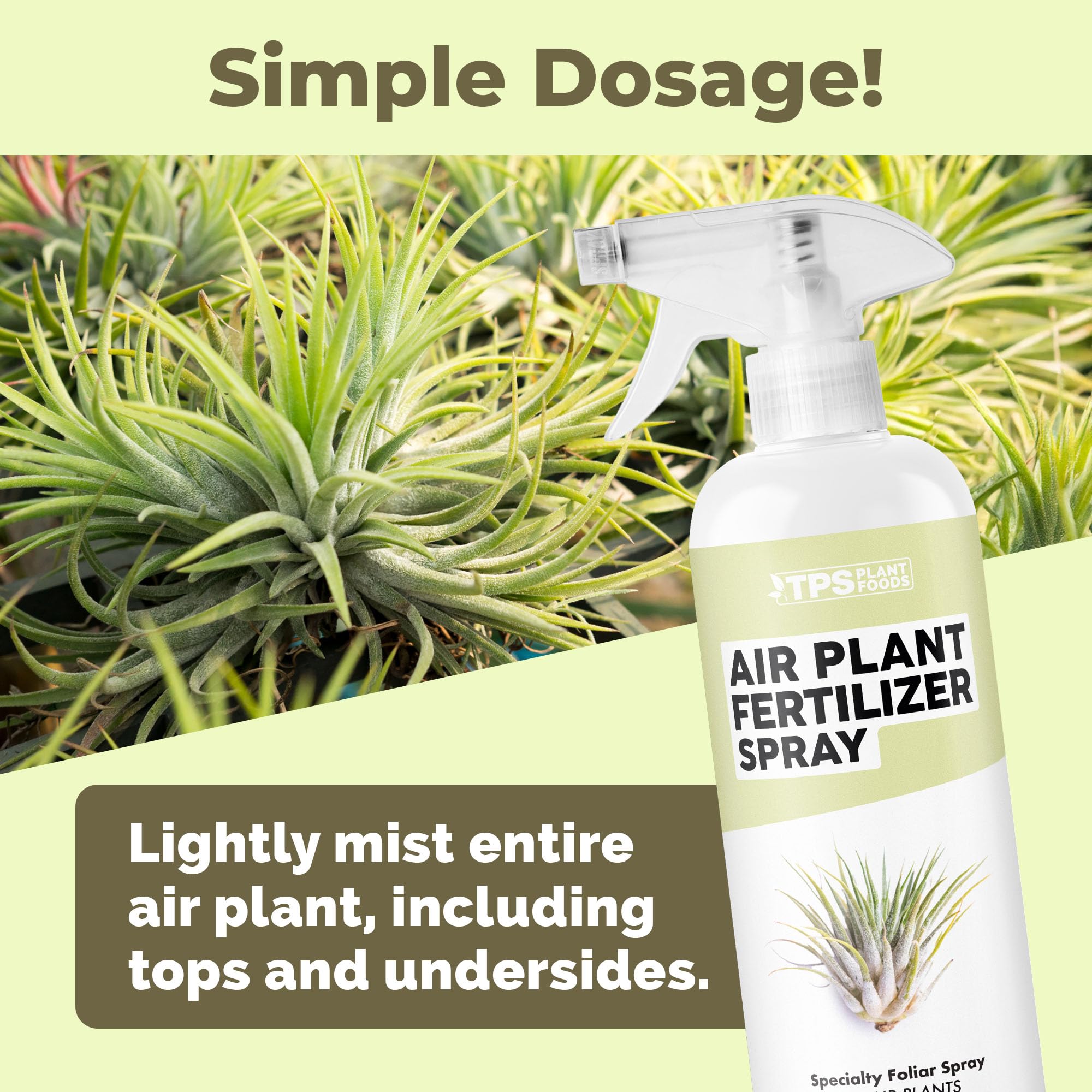 TPS NUTRIENTS color growth bloom close-up on vibrant air plant leaves
