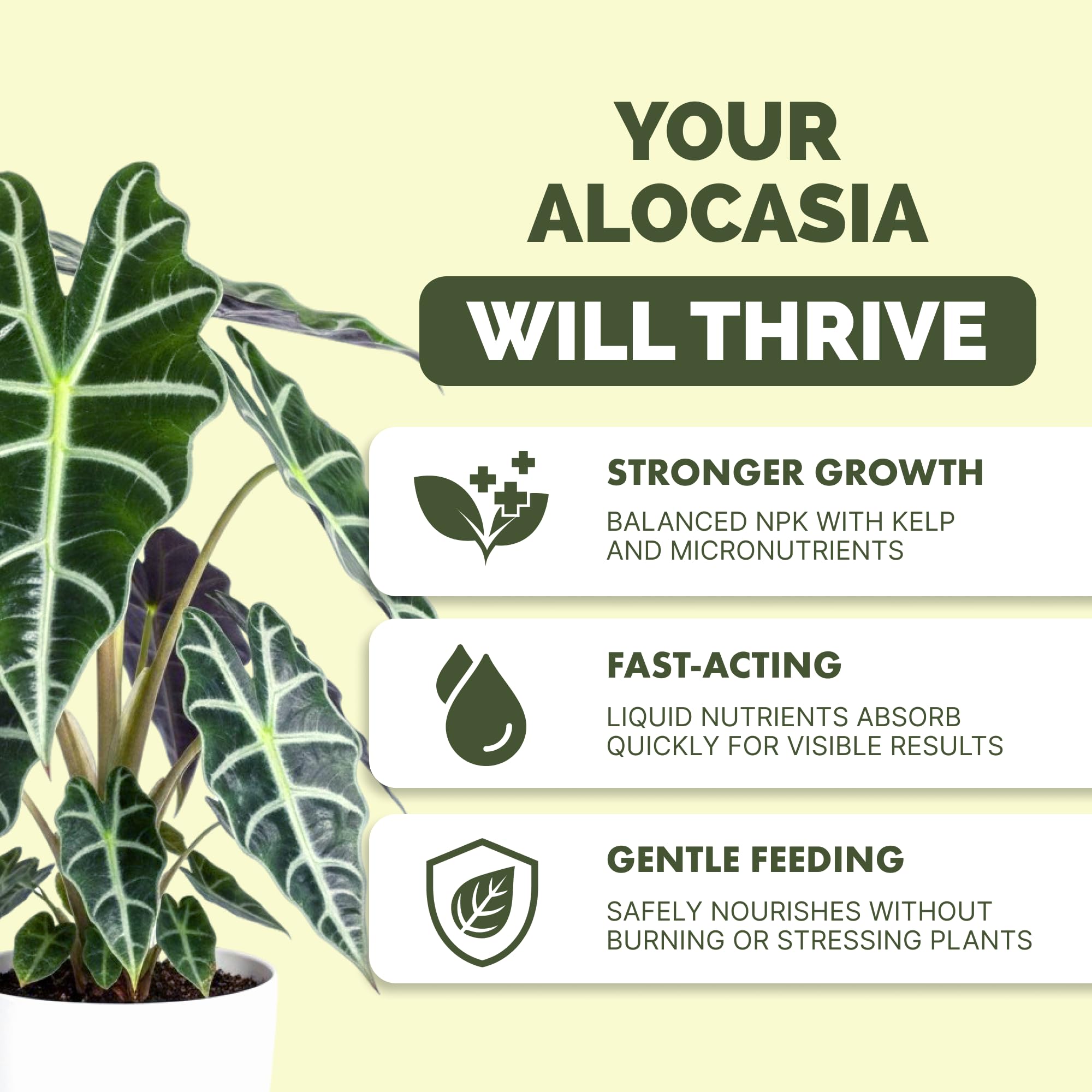 TPS NUTRIENTS Alocasia Fertilizer encourages bold leaves and lush foliage