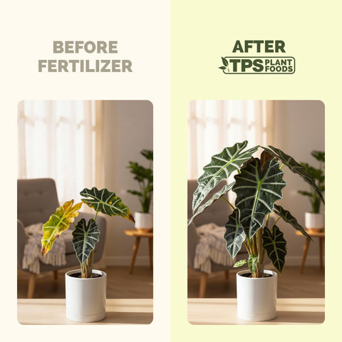 TPS NUTRIENTS Alocasia Fertilizer strengthens stems for sturdy indoor plants