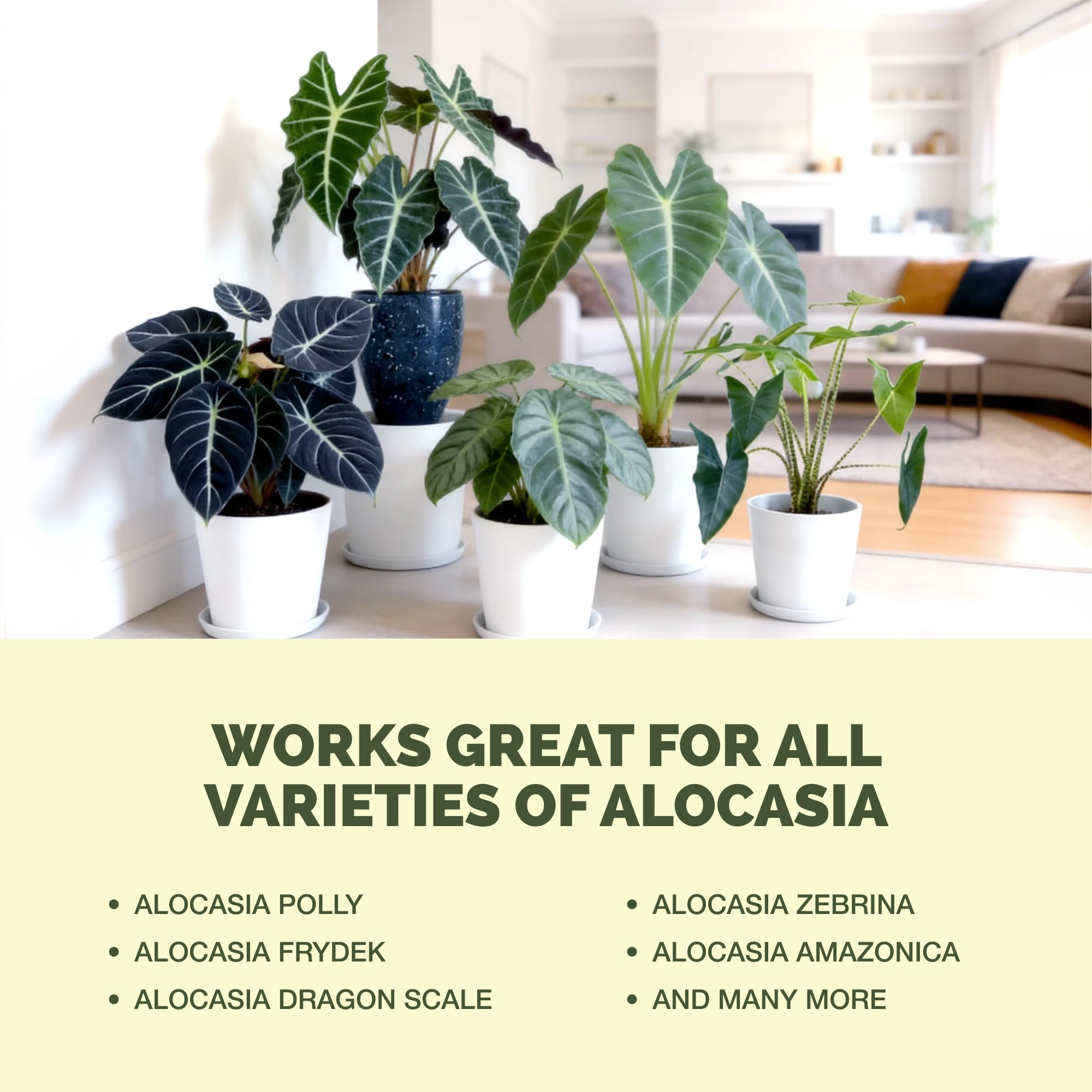 TPS NUTRIENTS Alocasia Fertilizer safe for variegated varieties