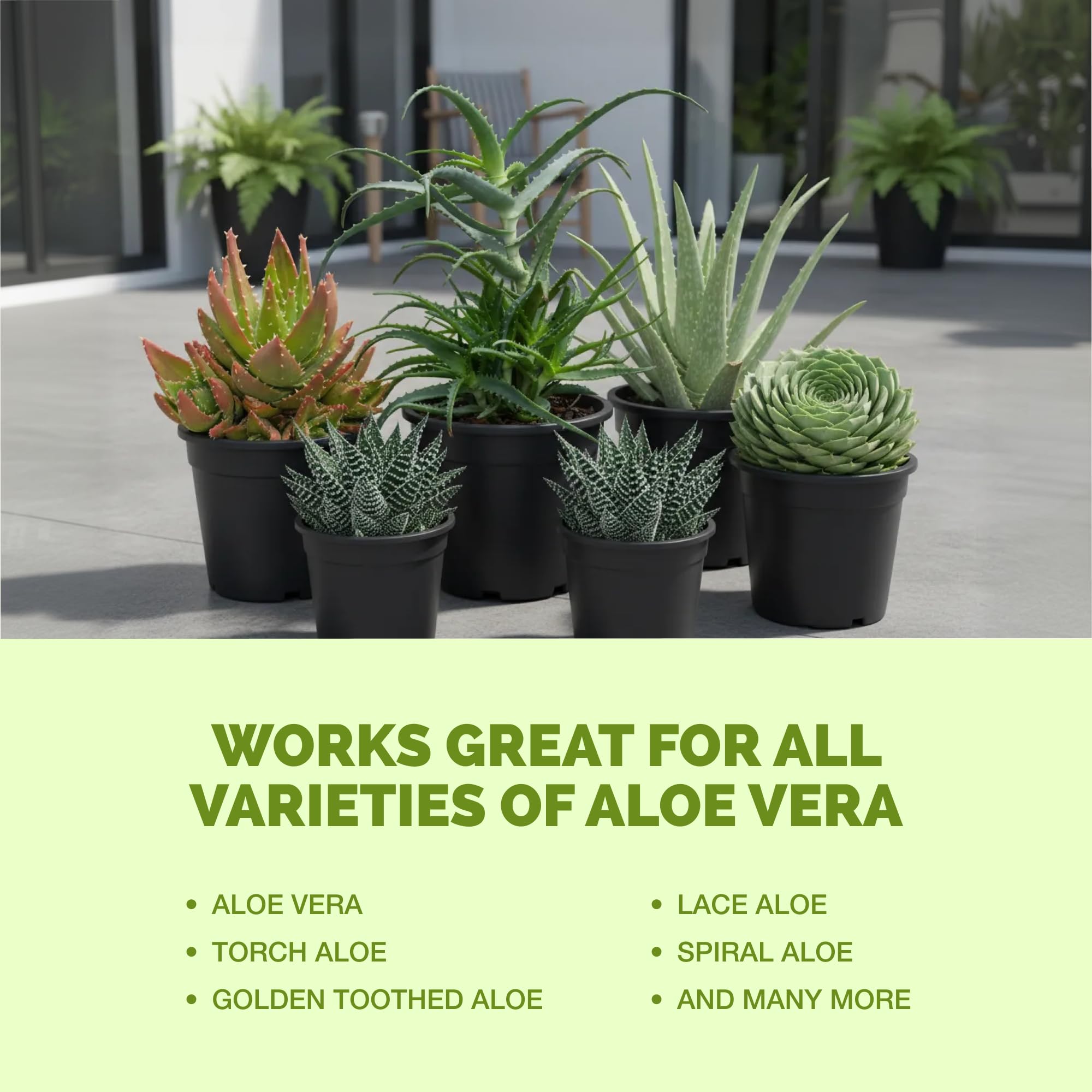 TPS NUTRIENTS Aloe fertilizer-dilution supports safe watering routine.