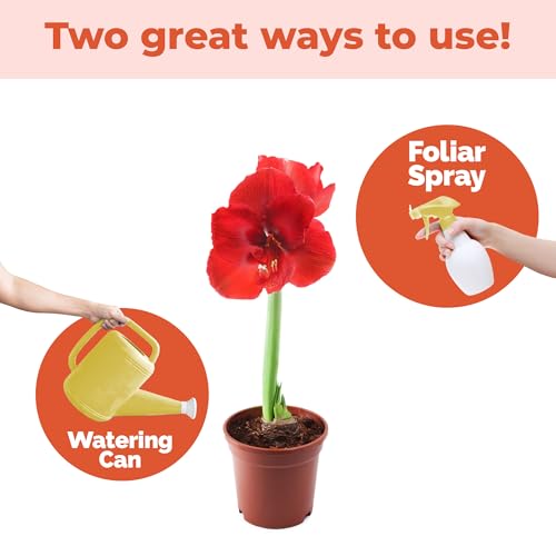 TPS NUTRIENTS Amaryllis Fertilizer bulb health promotes strong stems and bulb resilience.
