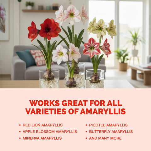 TPS NUTRIENTS Amaryllis Fertilizer enhances flower color during peak season.