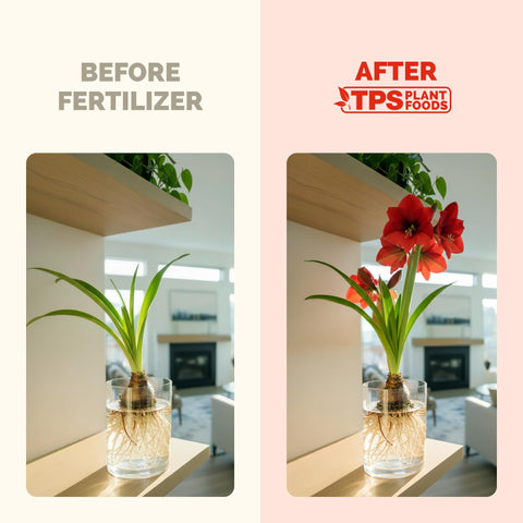 TPS NUTRIENTS Amaryllis Fertilizer supports holiday blooms in festive arrangements.