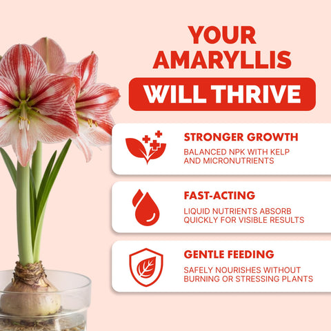 TPS NUTRIENTS Amaryllis Fertilizer used in indoor pot setup for seasonal blooms.