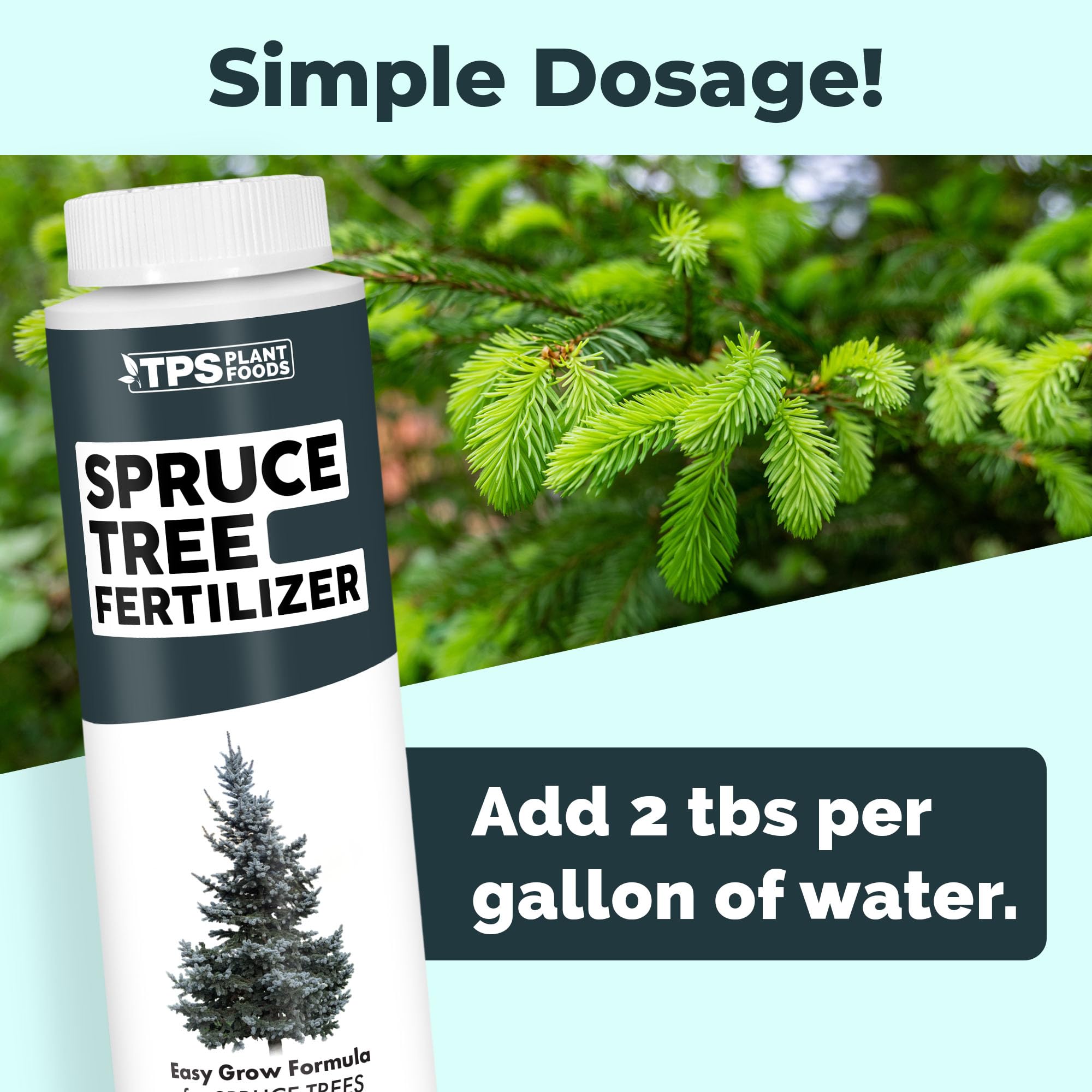 Balanced nutrition for evergreen trees supports steady growth with minimal root stress.