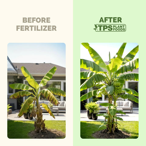 Mixing TPS NUTRIENTS with water for even distribution around the tree.