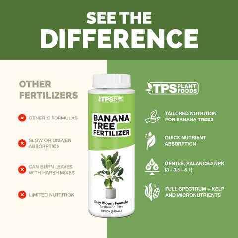 Healthy banana tree foliage after TPS NUTRIENTS application shows vibrant leaves.