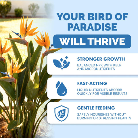 TPS NUTRIENTS Bird of Paradise fertilizer label closeup showing balanced nutrients