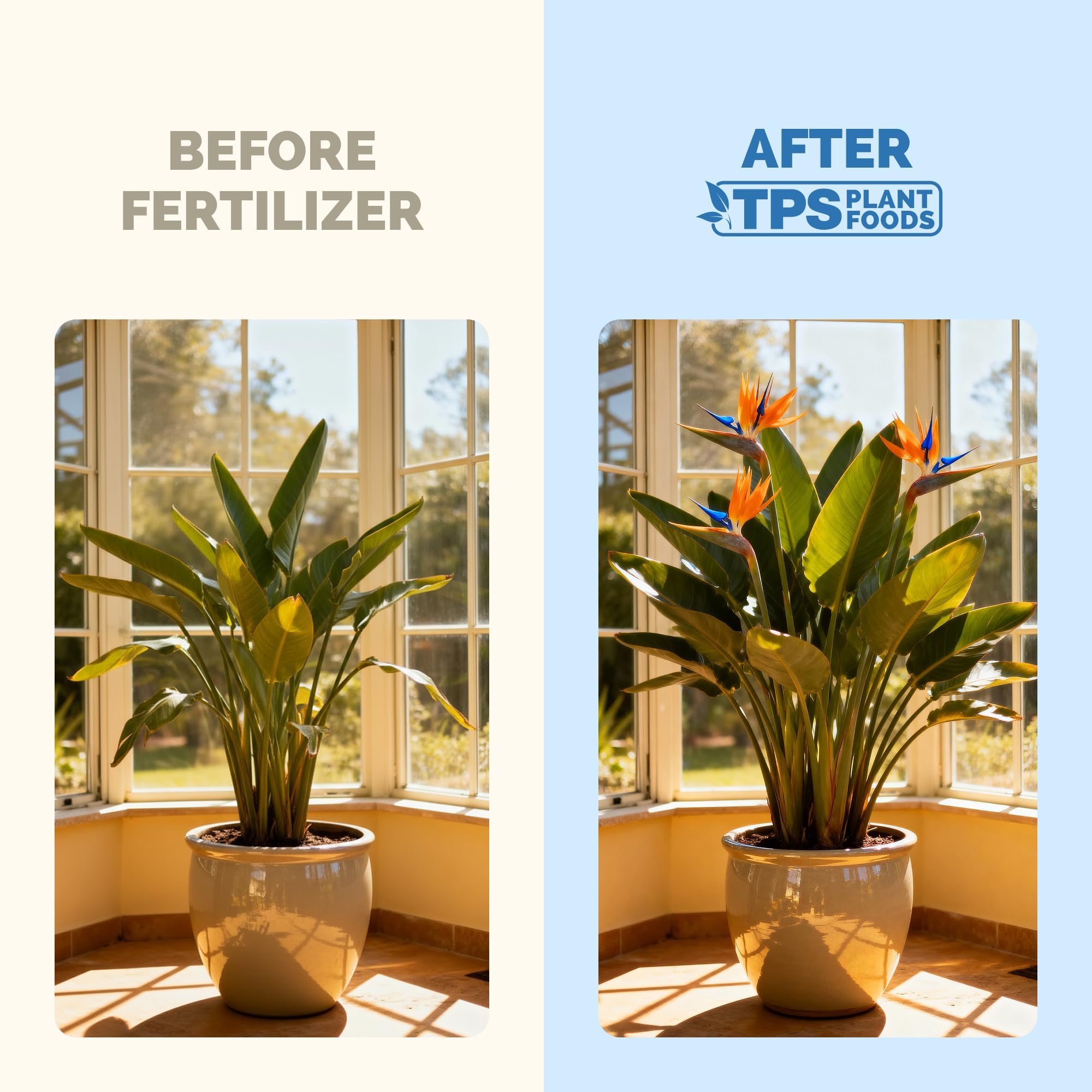 TPS NUTRIENTS Bird of Paradise foliage closeup reveals vibrant tropical leaves