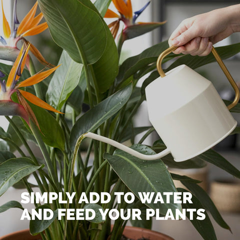 TPS NUTRIENTS Bird of Paradise indoor container use for simple home care