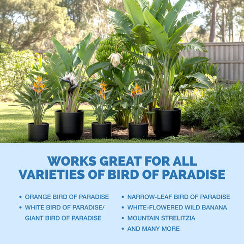 TPS NUTRIENTS Bird of Paradise outdoor garden setup showing robust growth