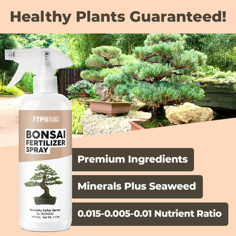 Bonsai leaves receiving TPS NUTRIENTS spray for nourished foliage and color.
