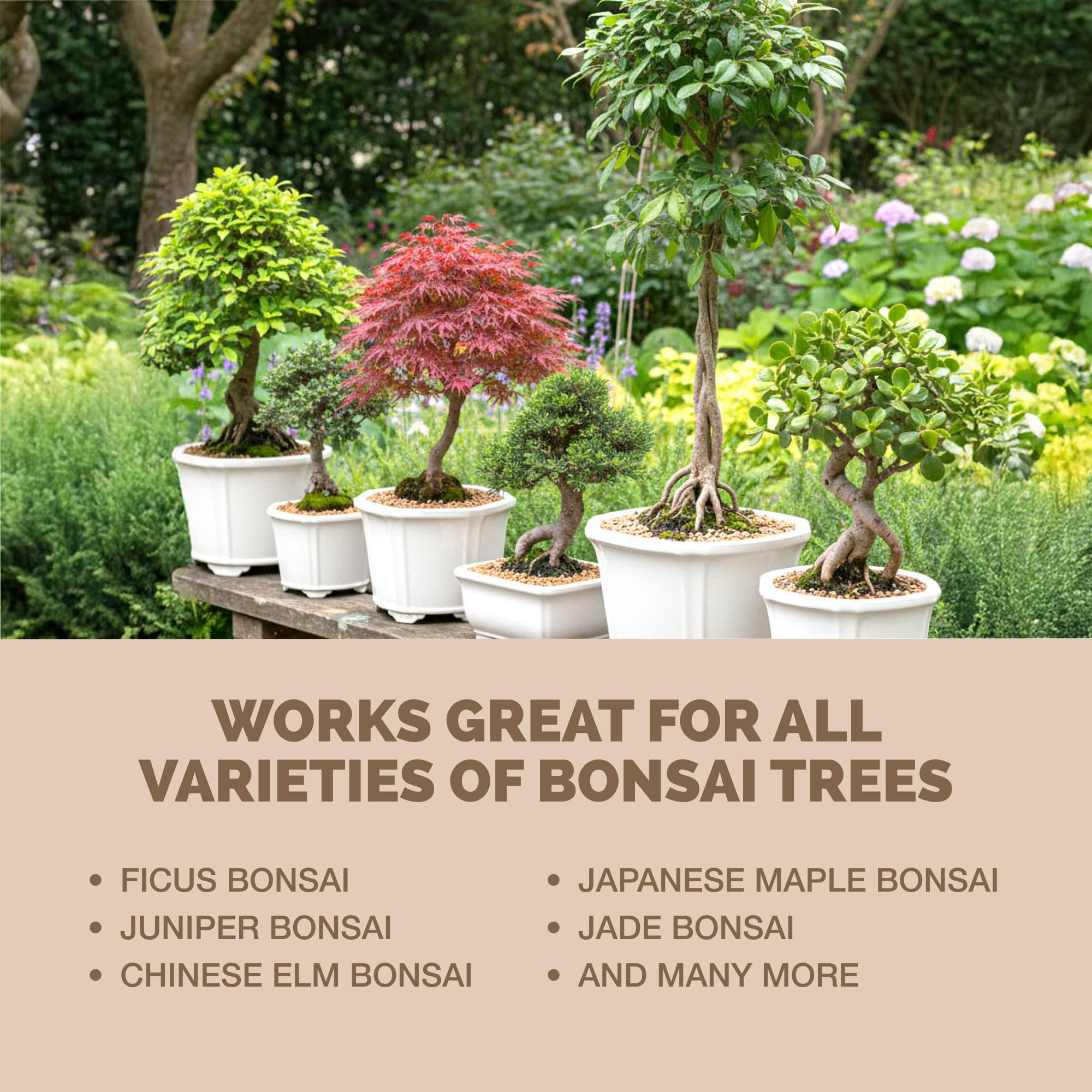 TPS NUTRIENTS Bonsai Tree In Pot with healthy foliage.