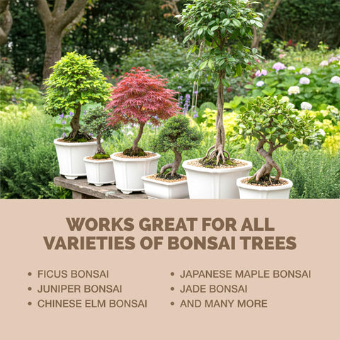 TPS NUTRIENTS Bonsai Tree In Pot with healthy foliage.