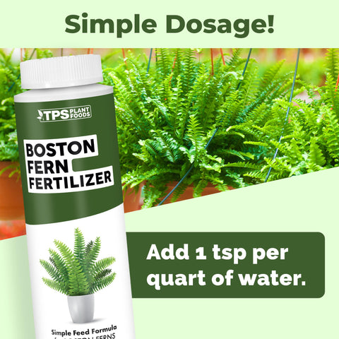 TPS Nutrients Boston Fern leaf closeup shows vibrant green foliage.