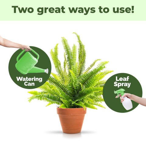 TPS Nutrients Boston Fern watering action supports steady growth.
