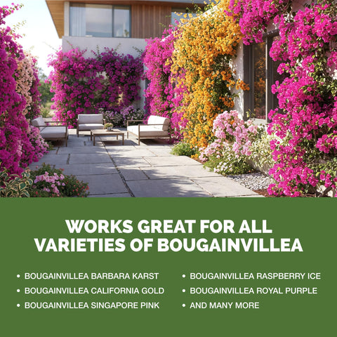 TPS NUTRIENTS Bougainvillea blooms in garden setting with vivid color