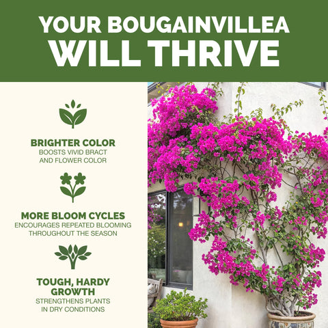 TPS NUTRIENTS Bougainvillea Fertilizer pour demonstrates easy application