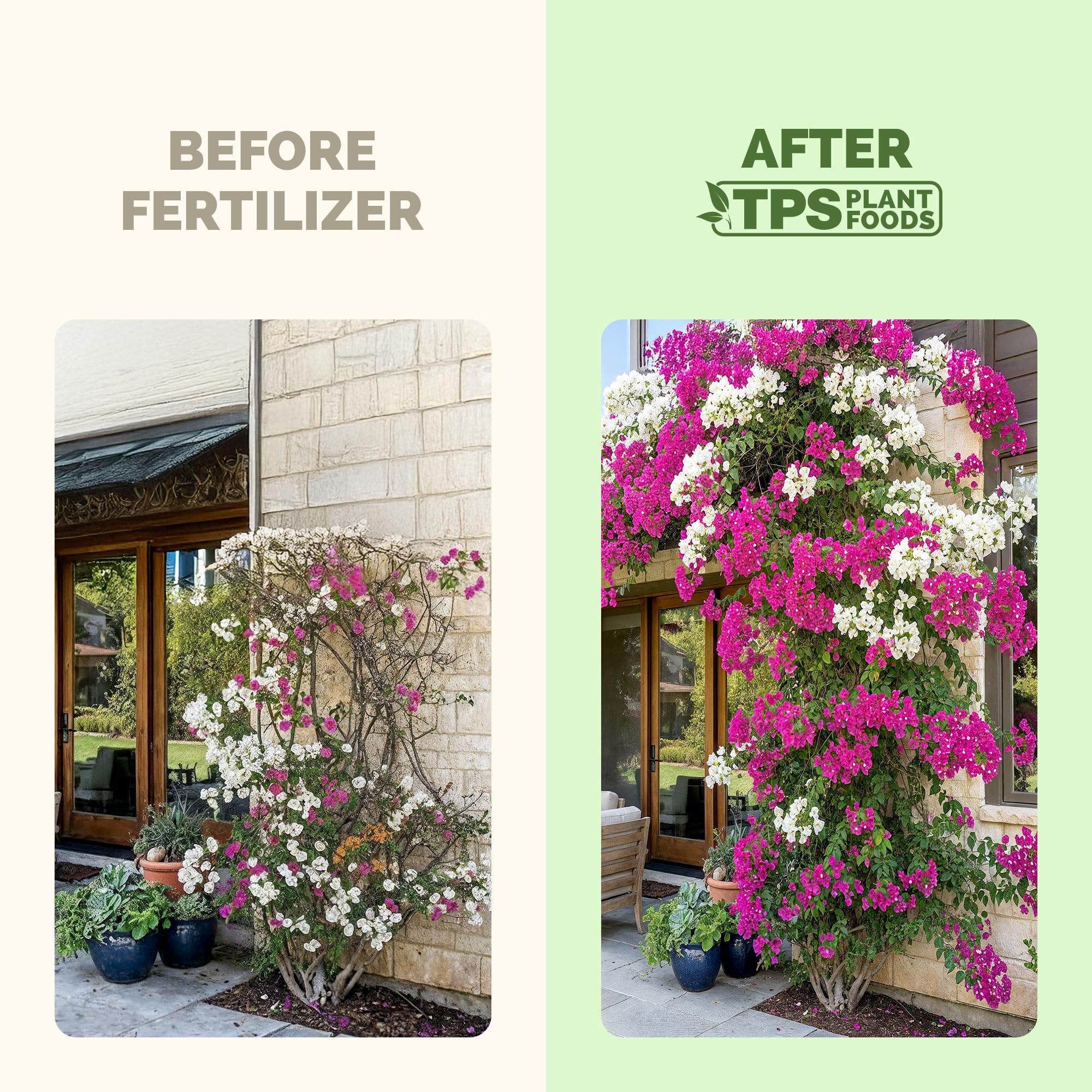 Bougainvillea plants in bloom thriving with liquid plant food