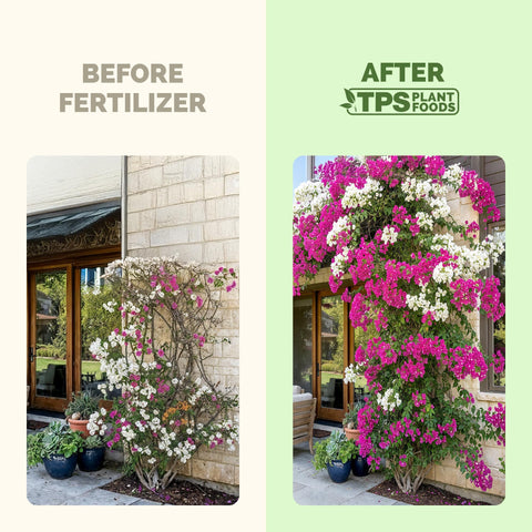 Bougainvillea plants in bloom thriving with liquid plant food
