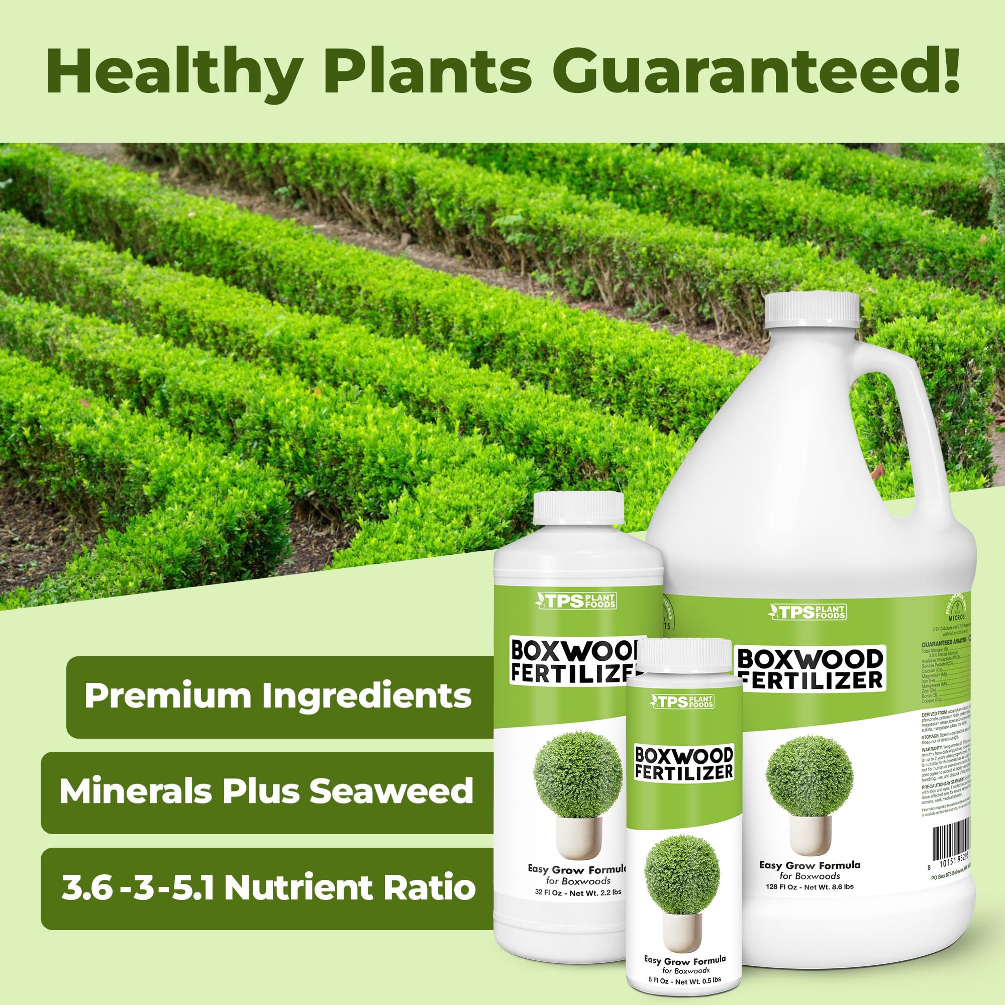 TPS NUTRIENTS Boxwood dense foliage shows vibrant green leaves with balanced nutrition