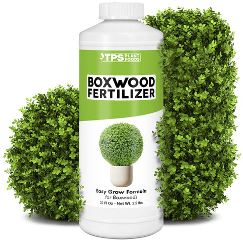 TPS NUTRIENTS Boxwood Fertilizer promotes dense growth in boxwood shrubs.