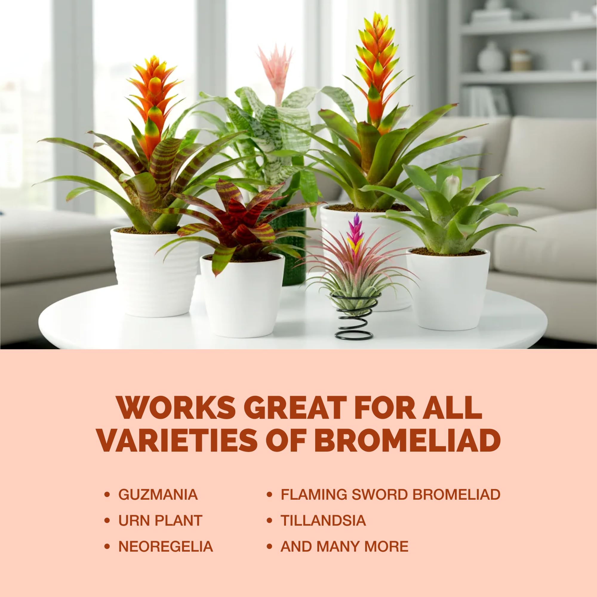 Healthy bromeliad roots nurtured by TPS NUTRIENTS Fertilizer