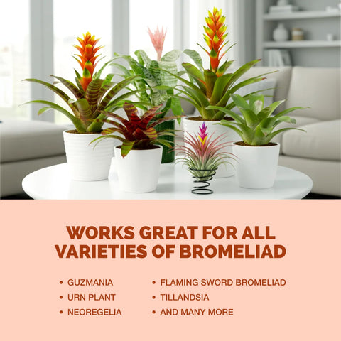 Healthy bromeliad roots nurtured by TPS NUTRIENTS Fertilizer