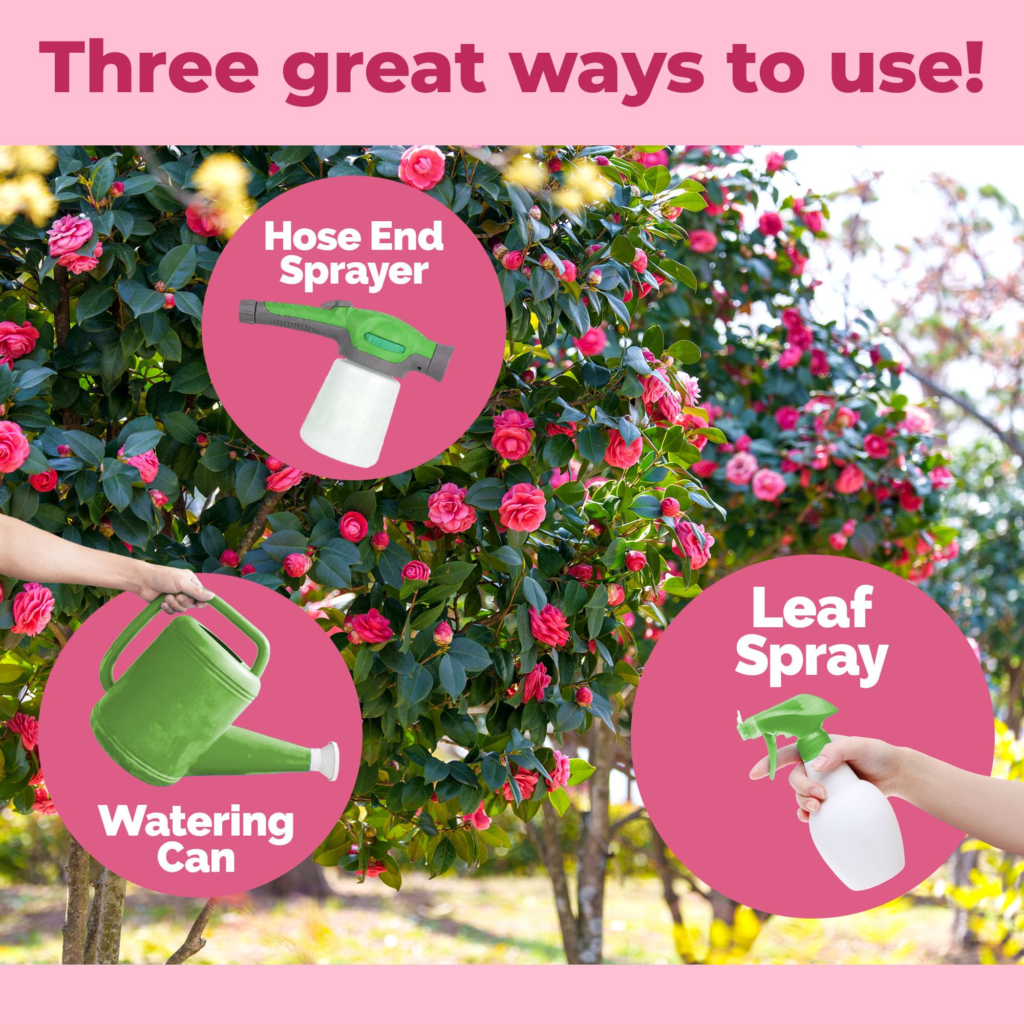TPS NUTRIENTS Camellia Fertilizer garden application demonstrates easy soil feeding