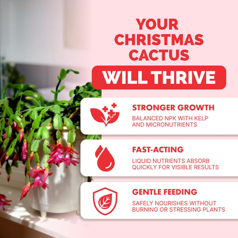 TPS NUTRIENTS Christmas Cactus Fertilizer pour demonstrates easy feeding for blooms