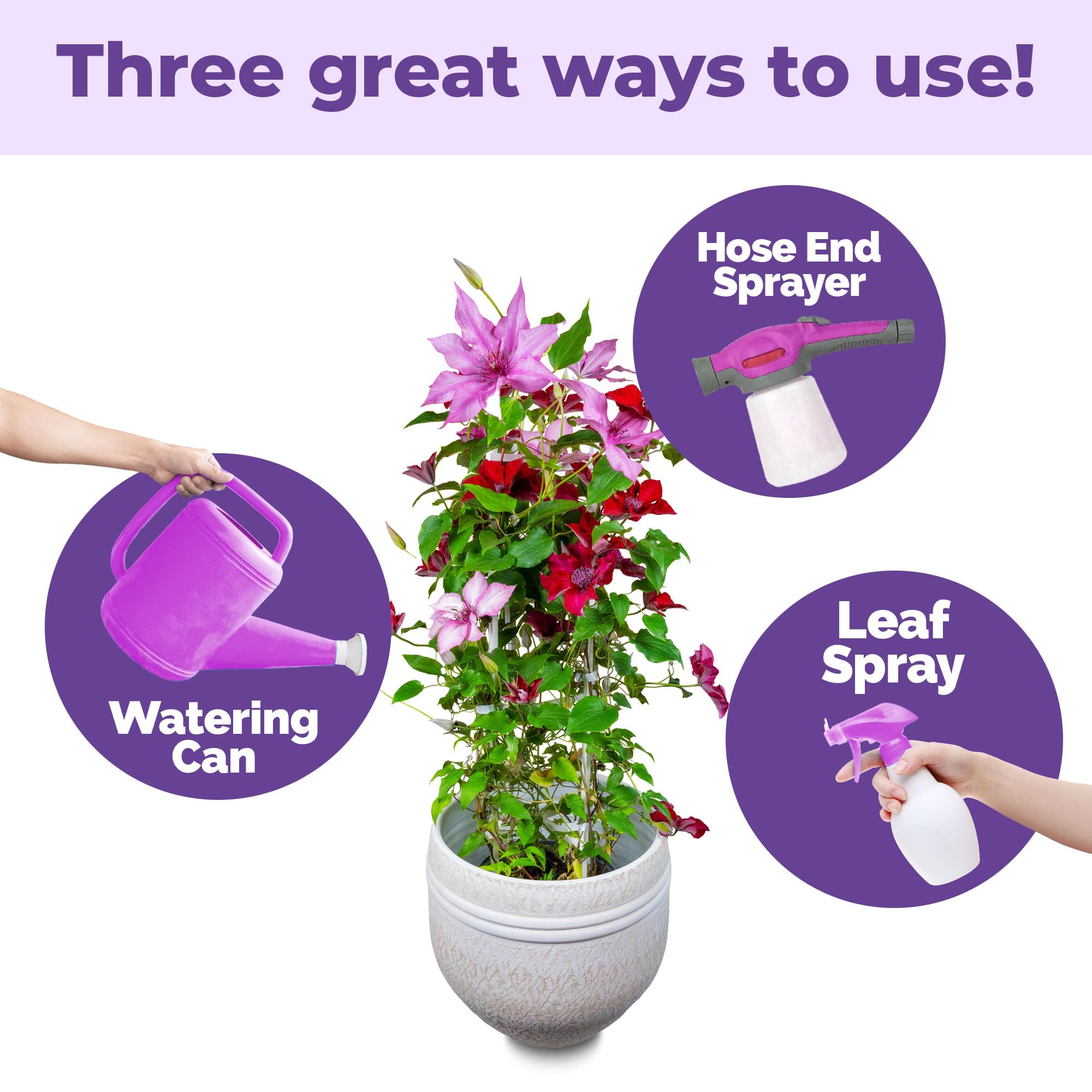 TPS NUTRIENTS Clematis Fertilizer near vibrant flowers with rich color.