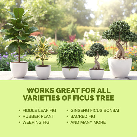 Container plant nutrition from TPS NUTRIENTS for indoor ficus care.