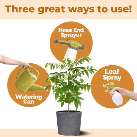 Healthy curry leaf foliage with TPS NUTRIENTS fertilizer applied
