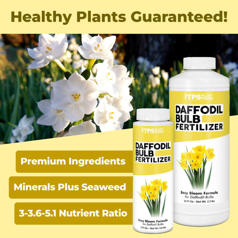 TPS NUTRIENTS Daffodil Fertilizer close-up shows vibrant bulb development and strong stems.