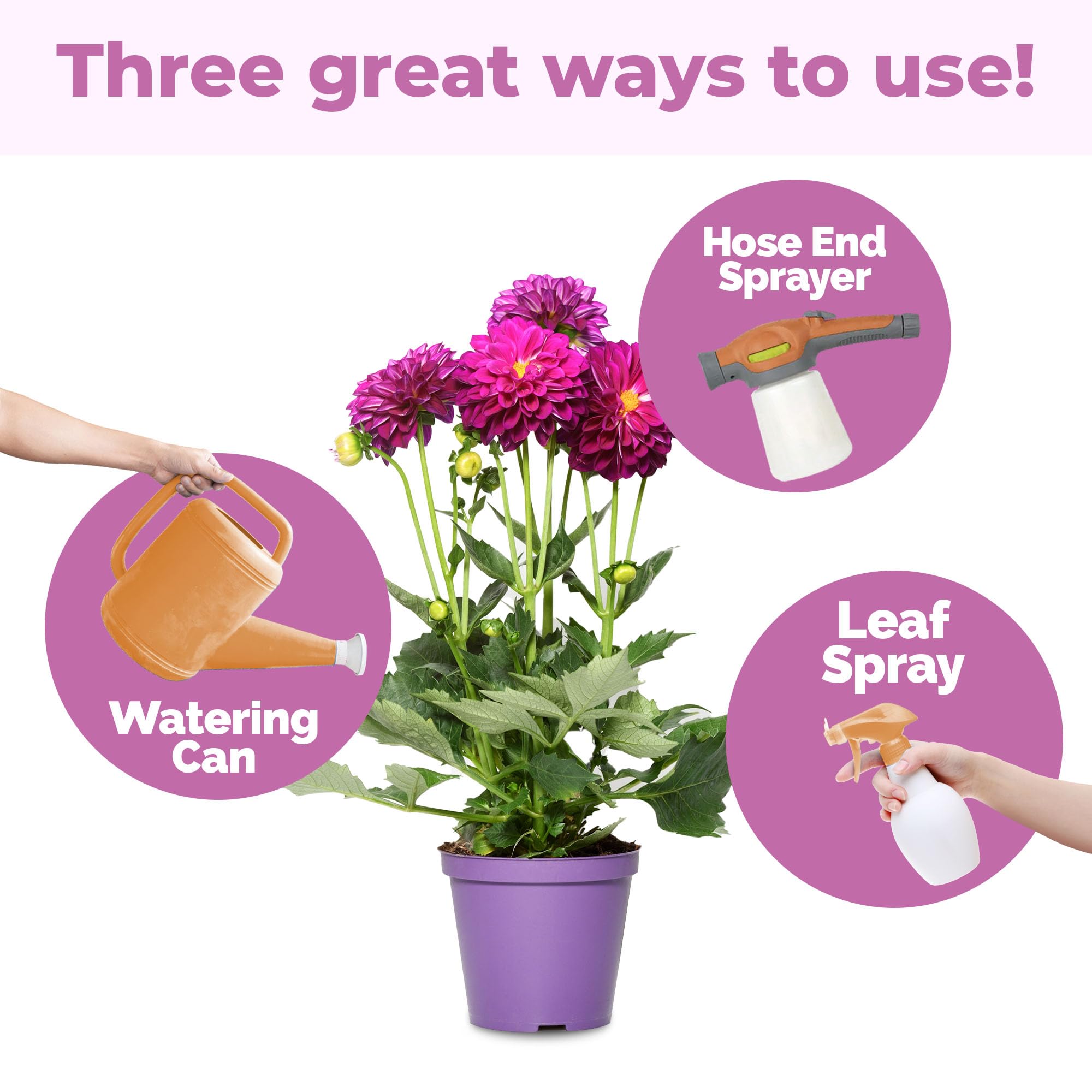 TPS Nutrients Dahlia Fertilizer root development supports sturdy plant structure.
