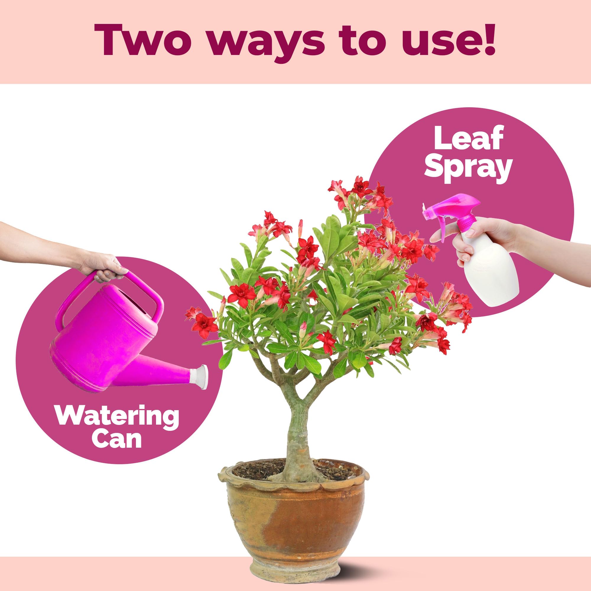 TPS NUTRIENTS Desert Rose Fertilizer root development supports sturdy caudex.