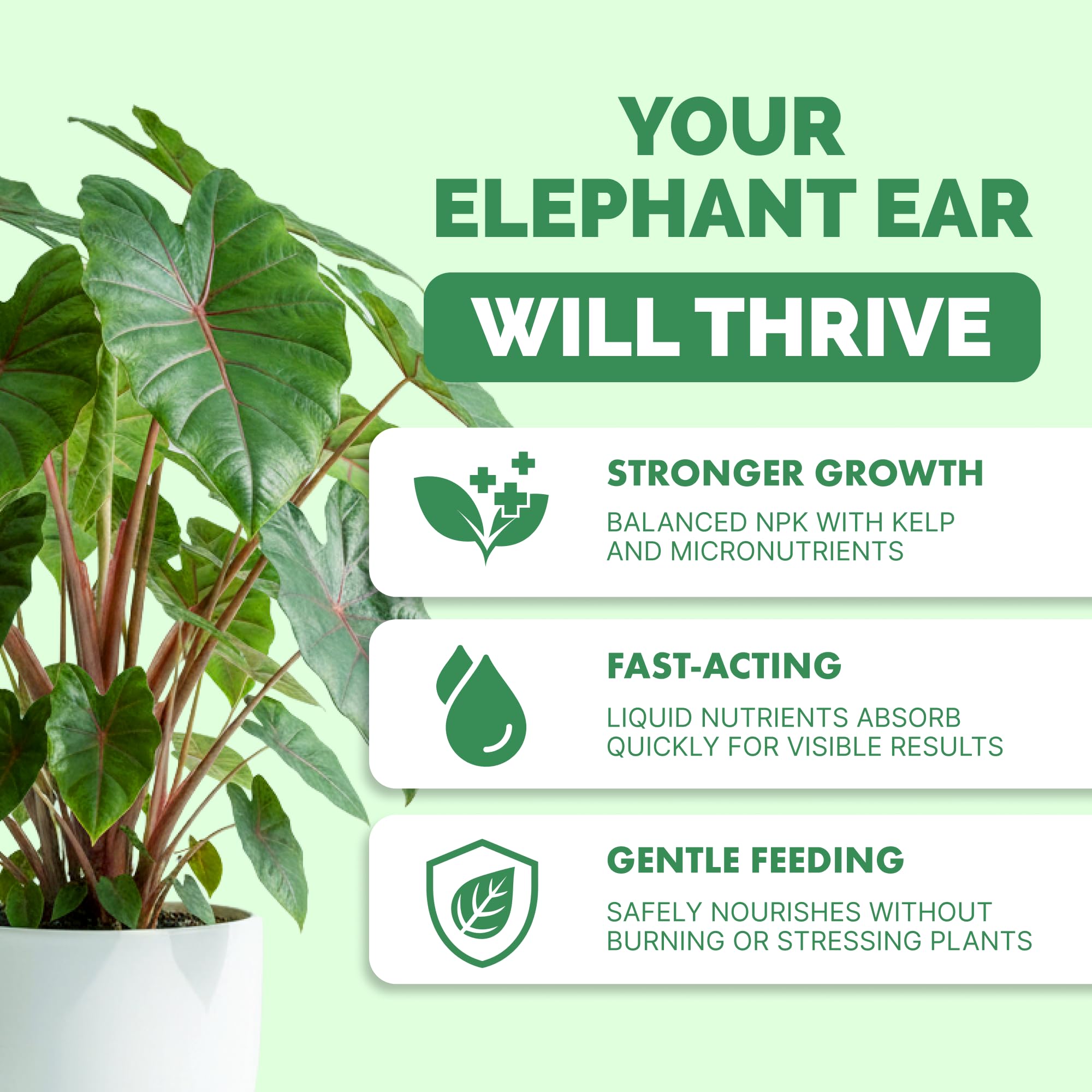 TPS NUTRIENTS Elephant Ear large leaves showcase vibrant tropical foliage