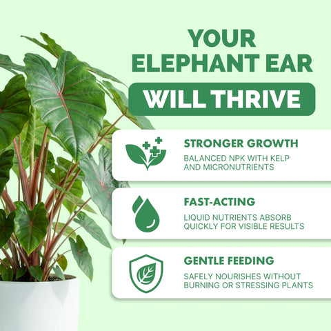 TPS NUTRIENTS Elephant Ear large leaves showcase vibrant tropical foliage