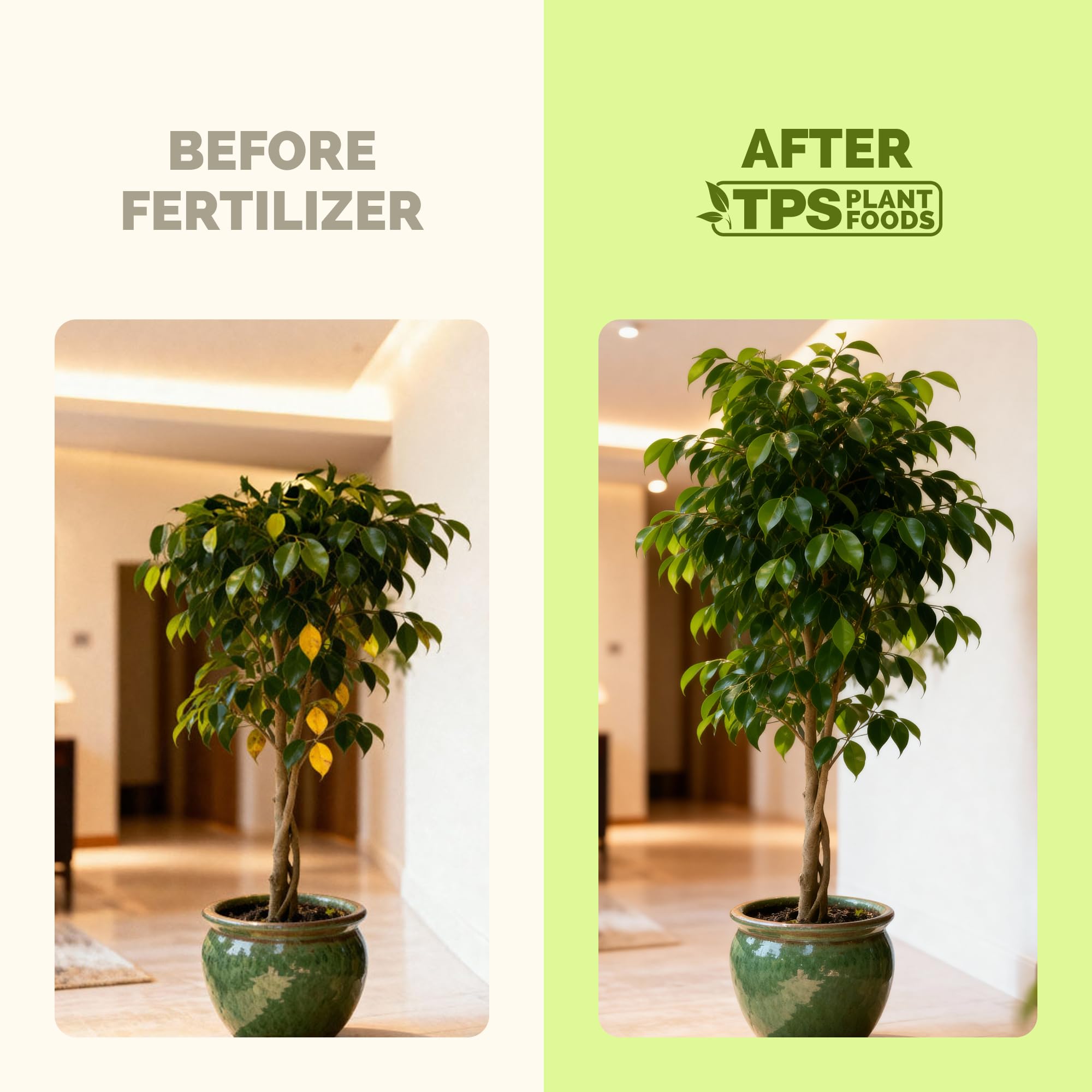 TPS NUTRIENTS ficus leaves show vibrant foliage after feeding.