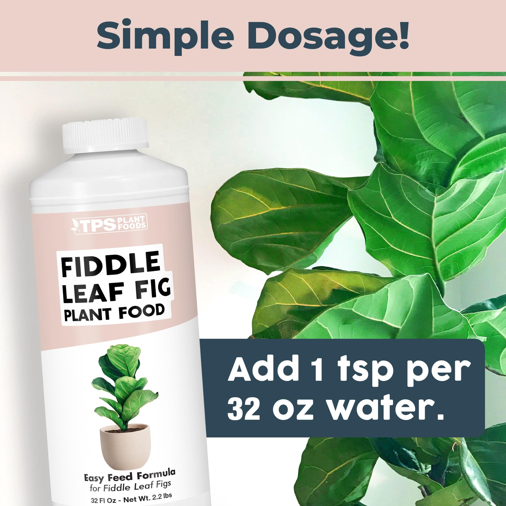 TPS NUTRIENTS fiddle leaf fig healthy roots after gentle nutrition