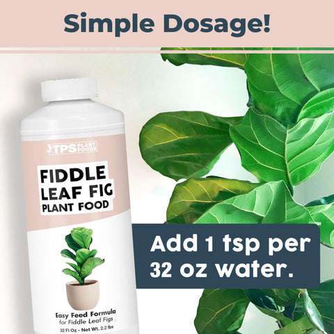 TPS NUTRIENTS fiddle leaf fig healthy roots after gentle nutrition