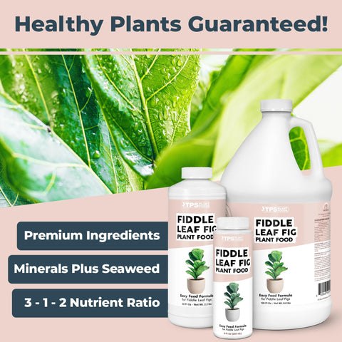 TPS NUTRIENTS fiddle leaf fig leaves closeup shows vibrant foliage with steady nutrition