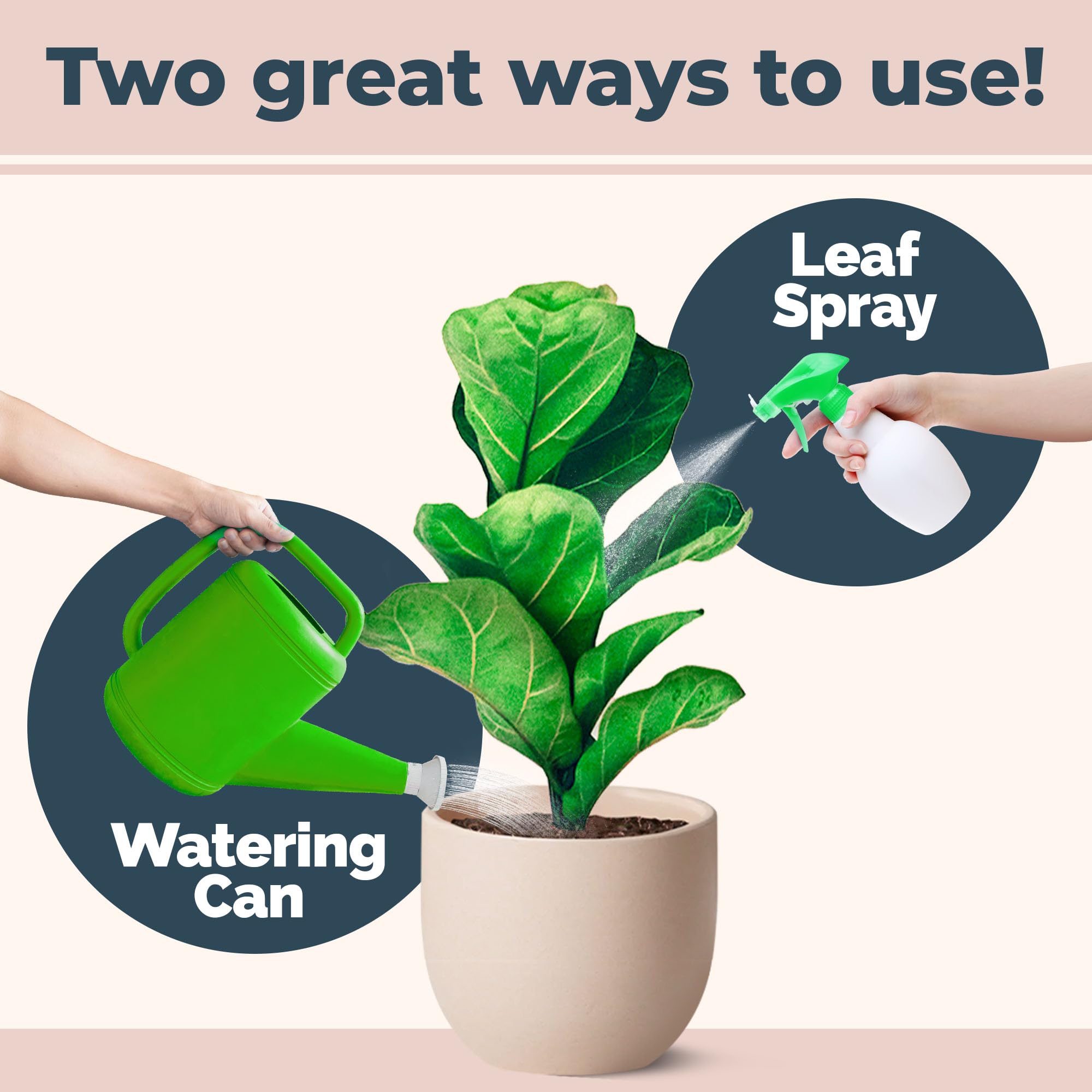 TPS NUTRIENTS fiddle leaf fig new growth captures healthier fuller shoots