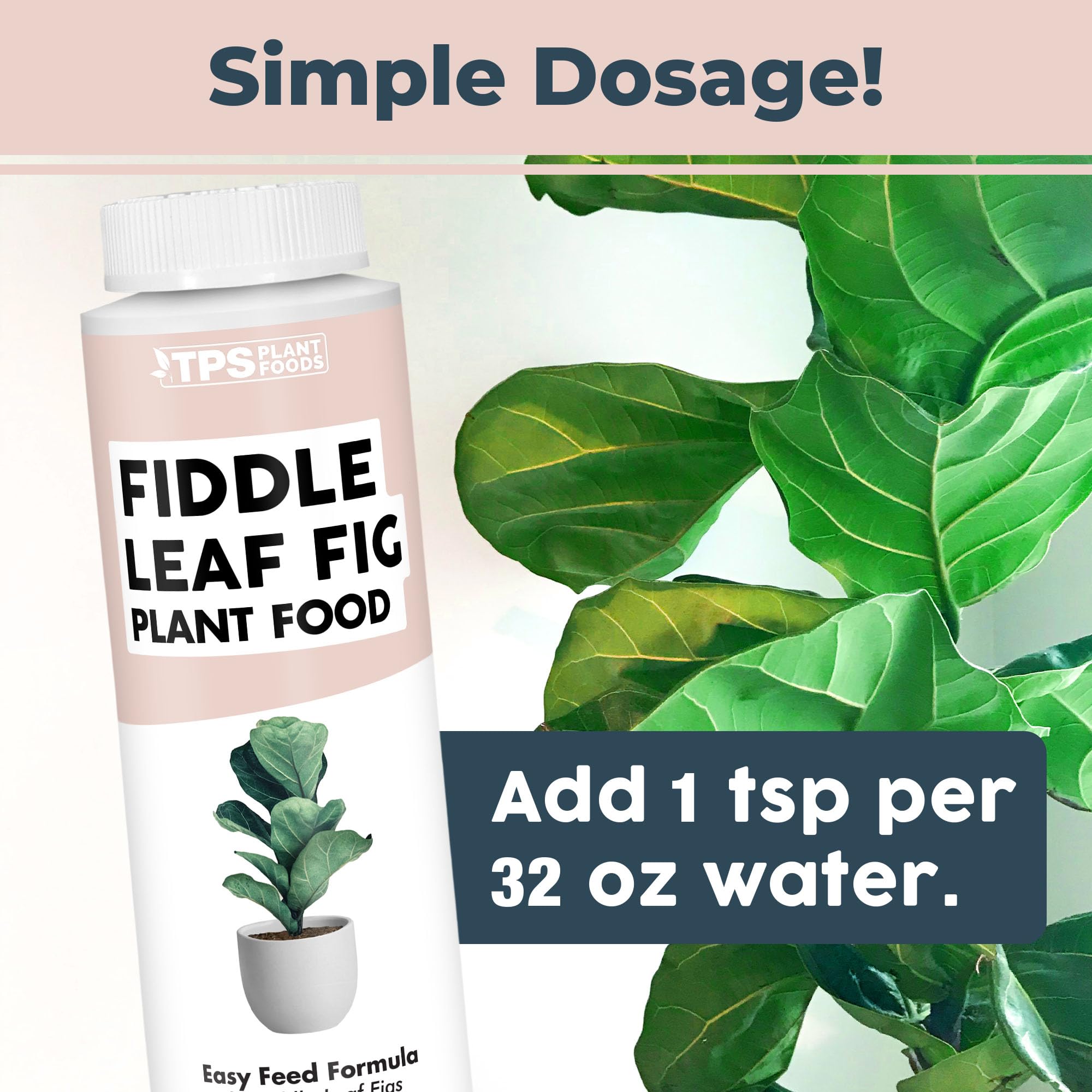 TPS NUTRIENTS fiddle leaf fig strong roots detail highlights sturdy root health