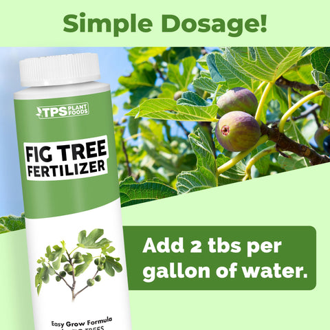 TPS NUTRIENTS Fig Tree Fertilizer container application demonstrates easy use for container fig trees.