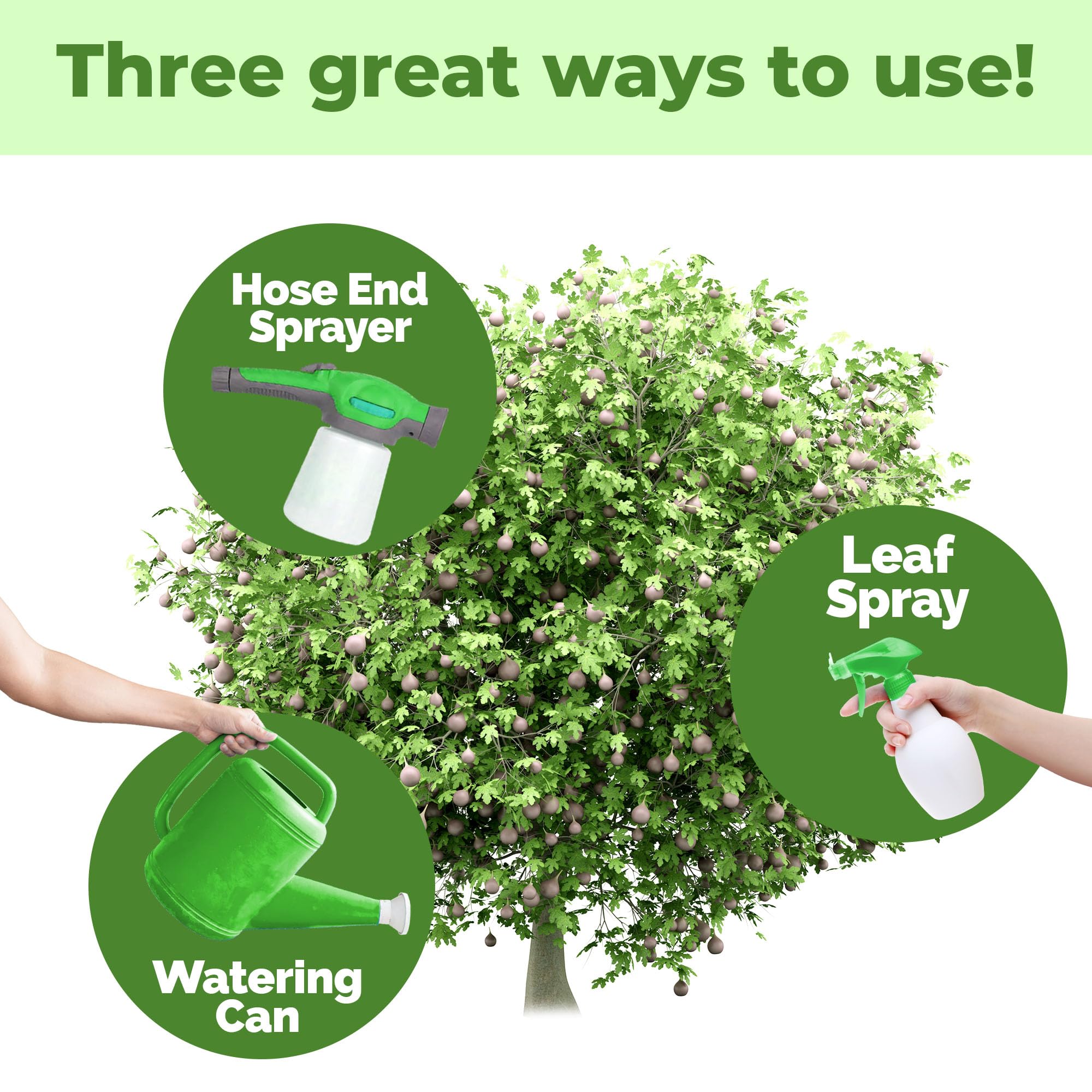 TPS NUTRIENTS fig-tree-leaves-healthy-growth shows lush foliage with regular use.