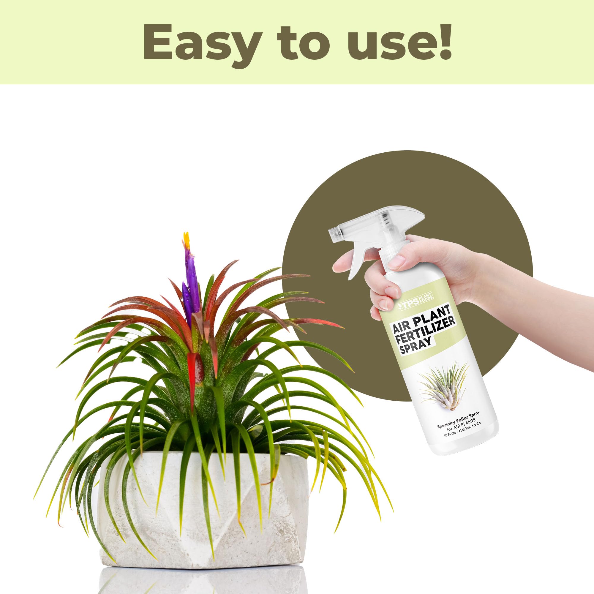 TPS NUTRIENTS glass terrarium display setup for tidy air plant care