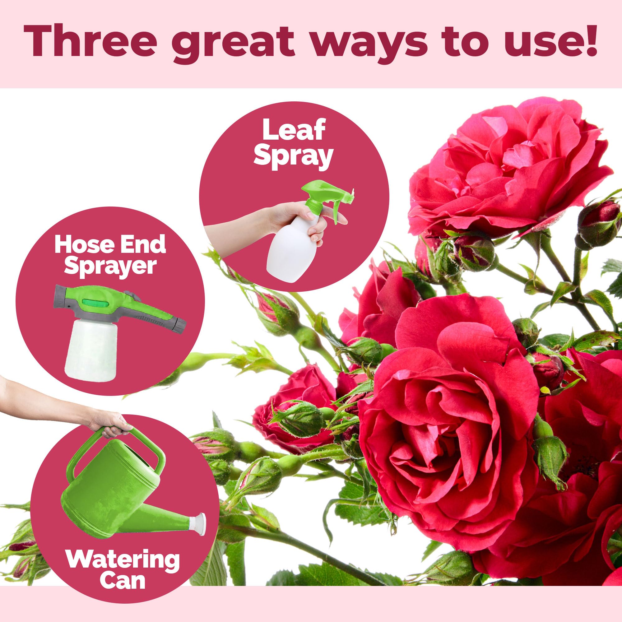 TPS NUTRIENTS healthy rose leaves after feeding with balanced nutrition.